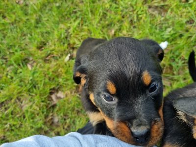 Rottweiler Puppies for Sale in Thurles