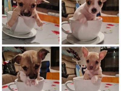 Chihuahuas for Sale in Tullamore – Playful Pups