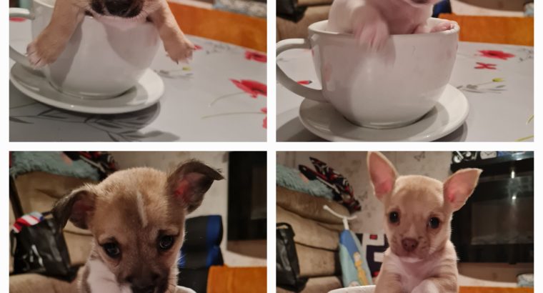 PURE BRED CHIHUAHUAS FOR SALE