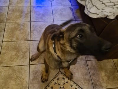 Belgian Malinois Puppies in Tipperary – Active