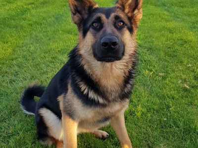 German Shepherd in Delvin – 5 Star Home Only