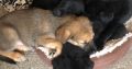 Gorgeous mixed breed pups Lurcher mix X Labrador