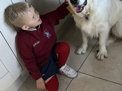 Golden Retriever for sale in Birdhill – IKC registered