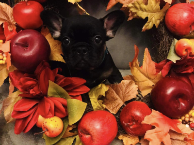 Lilac French Bulldogs for Sale in Tallaght