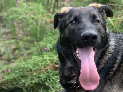 German Shepherd in Galway – Great Family Dog