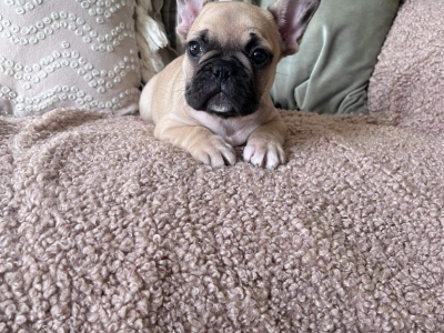 French Bulldogs in Kerry – IKC Registered