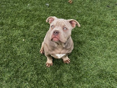 American Bully Puppies for Sale in Wicklow
