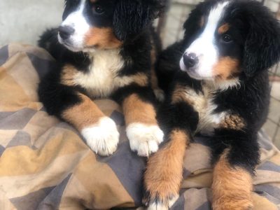 Bernese Mountain Puppies in Clonakilty