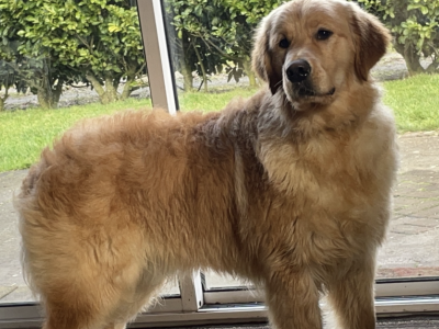 Golden Retriever in Galway – IKC Registered