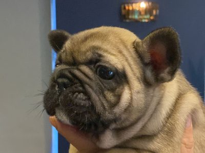Fawn French Bulldog Puppies in E45YF85 Available