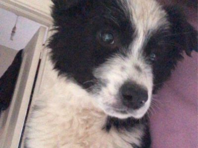 Female Sheepdog Puppy in Wexford – Playful & Loving