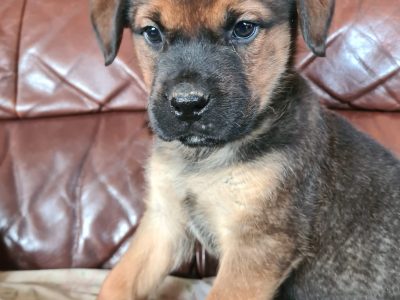 Mastiff Pups for Sale in Trim – Quality Breeds