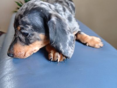 Miniature Dachshund Puppy in Roscrea