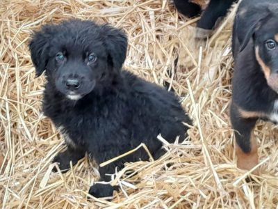 Bernese Cross Puppies for Sale in Cork