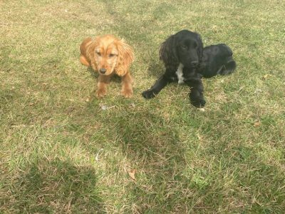Cocker Spaniel Puppies for Sale in Lucan