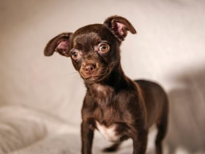 Chihuahua Puppy for Sale in Navan