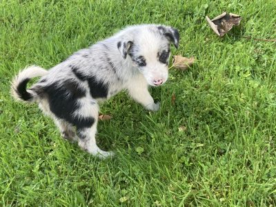 Rare Blue Border Collie Puppies in Donegal