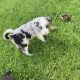 Beautiful rare border collie puppies donegal