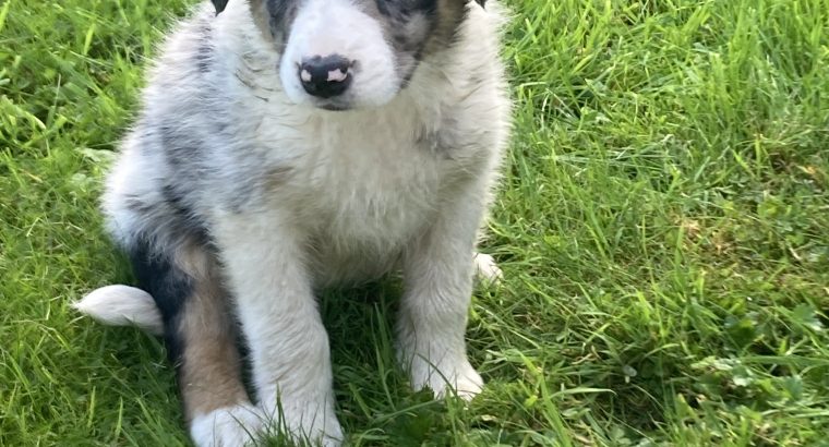 Beautiful rare border collie puppies donegal