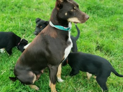 Australian Kelpie Puppies for Sale in Mayo