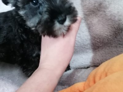 Miniature Schnauzer Puppies in Cavan – Playful Pups