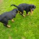 IKC registered Rottweiler pups