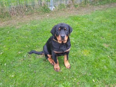 Rottweiler Puppies for Sale in Ballincollig