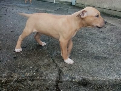 American Pitbull Terriers in Waterford