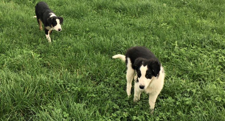 Collie puppies for sale