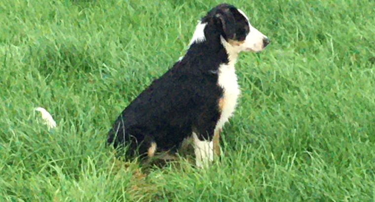 Collie puppies for sale