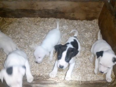 Jack Russell Puppies in Tuam – Happy & Playful