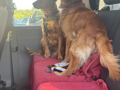 Rare Golden Irish Puppies for Sale in Gorey