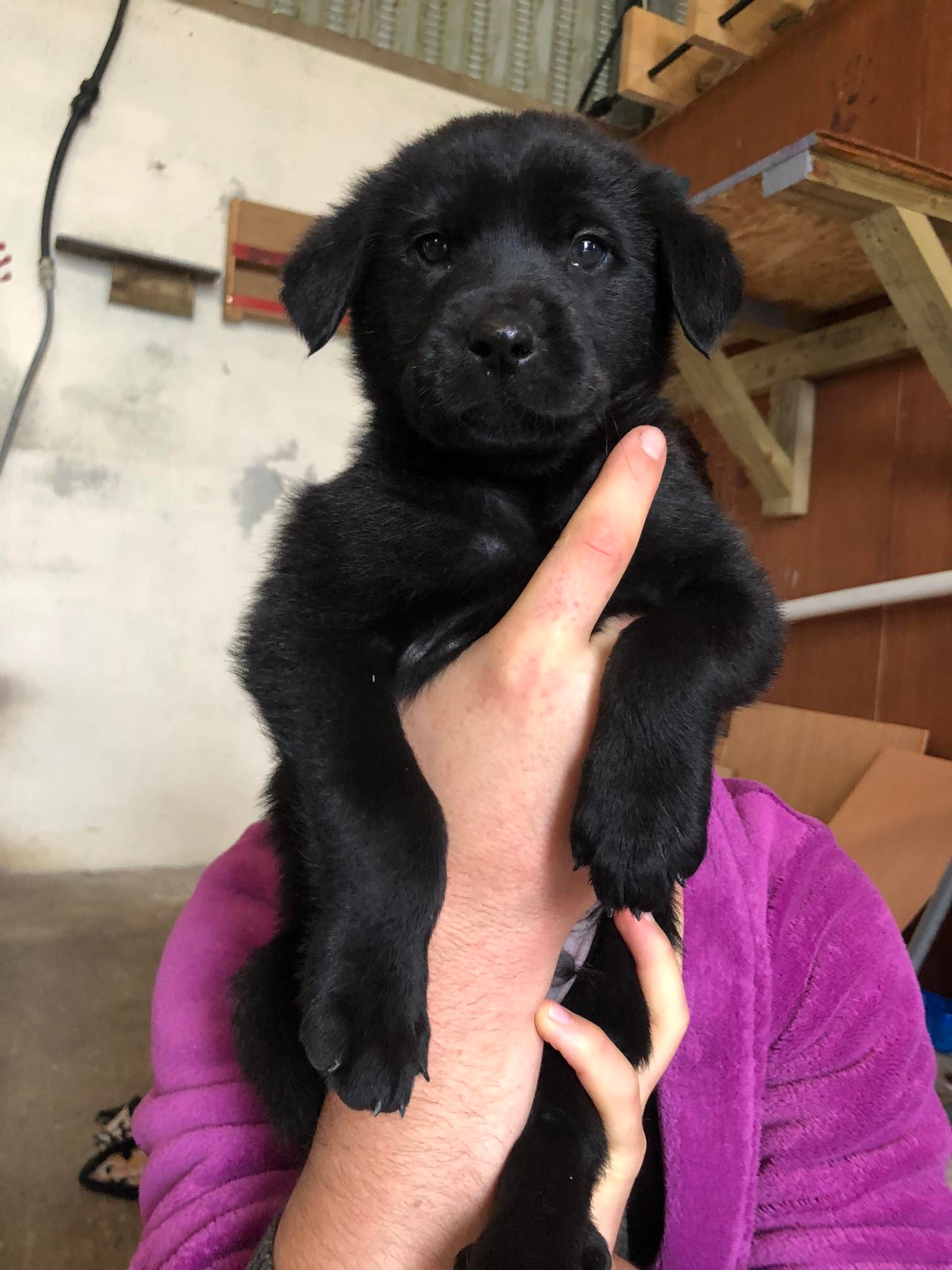 Gorgeous mixed breed pups Lurcher mix X Labrador - Dogs For Sale Ireland