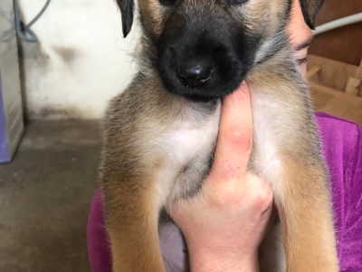 Lurcher Mix Puppies for Sale in Knock