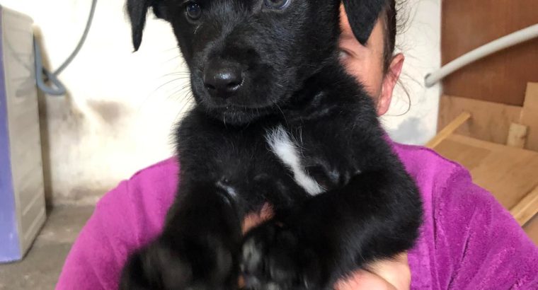 Gorgeous mixed breed pups Lurcher mix X Labrador - Dogs For Sale Ireland