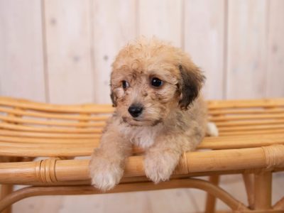 Cavapoo Puppies for Sale in Cavan – Friendly & Fun