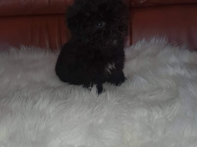 Black Poodle Puppy for Sale in Dublin 24