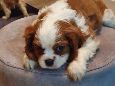Cavalier King Charles Puppies in Galbally