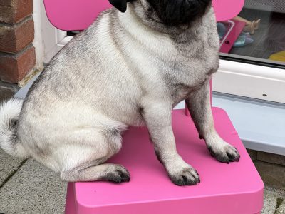 Pug Female for sale in Ratoath – Playful Pup