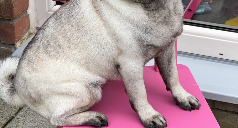 Pug Female