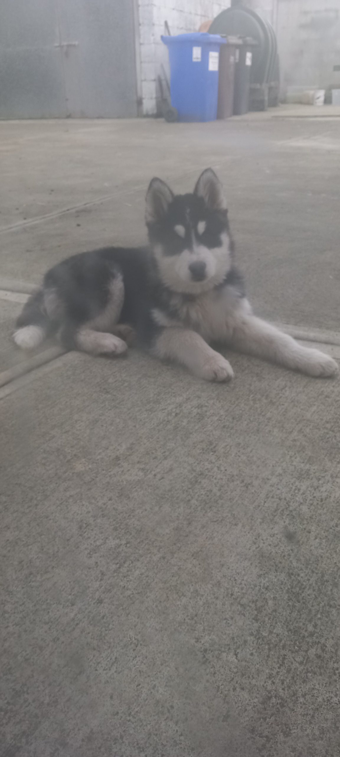 Samoyed/Alaskan Malamute Cross - Dogs For Sale Ireland