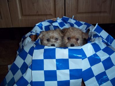 Teddybear Yorkies for sale in Co. Tipperary