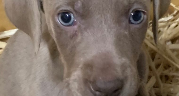 Weimaraner puppies