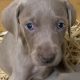 Weimaraner puppies