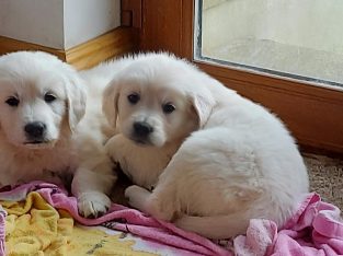IKC Registered Purebred Golden Retriever Puppies