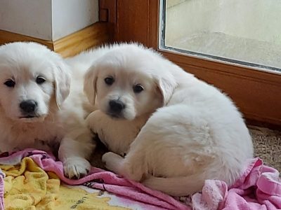 IKC Registered Purebred Golden Retriever Puppies