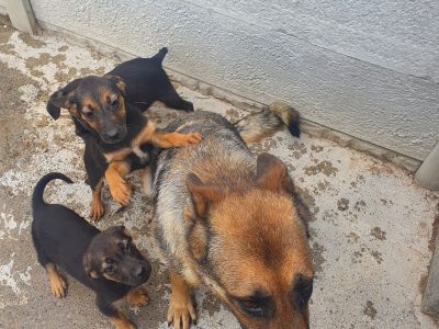 German Shepherd X Puppies in Cork