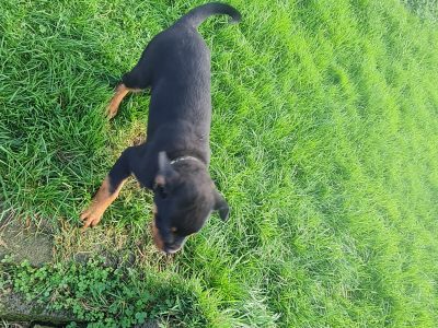 Rottweiler puppies for sale in Kilmeaden