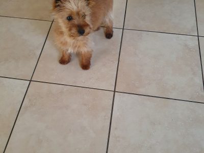 Yorkshire Terrier Puppies for Sale in Cork