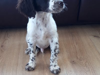 Springer Spaniel Pups in Dublin – Playful Companions